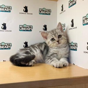 American Shorthair