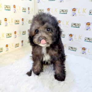 Poodle - Toy Female